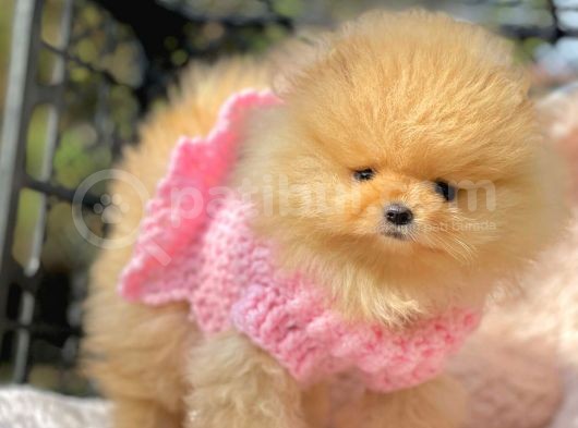 Teddy Face Boo Pomeranian Yavrular görsel
