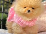 Teddy Face Boo Pomeranian Yavrular