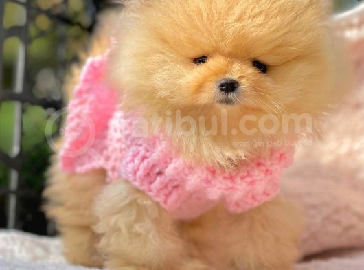 Teddy Face Boo Pomeranian Yavrular görsel