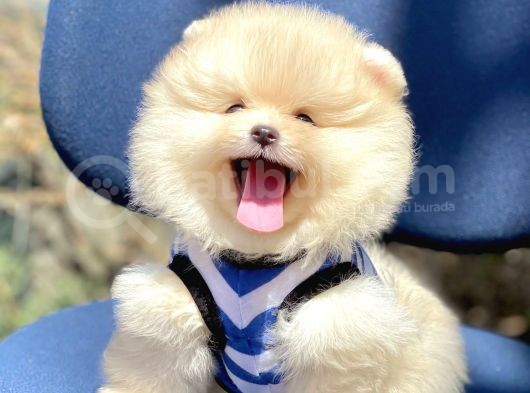Ayıcık Surat Boo Pomeranian Yavrular görsel