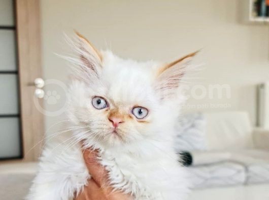Dişi İran Himalayan görsel