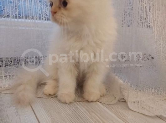 Dişi İran Himalayan görsel