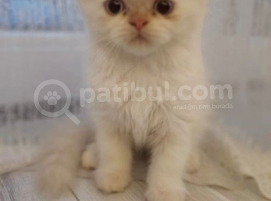 Dişi İran Himalayan görsel
