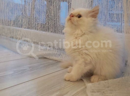 Dişi İran Himalayan görsel