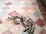 Oyuncu Kedi