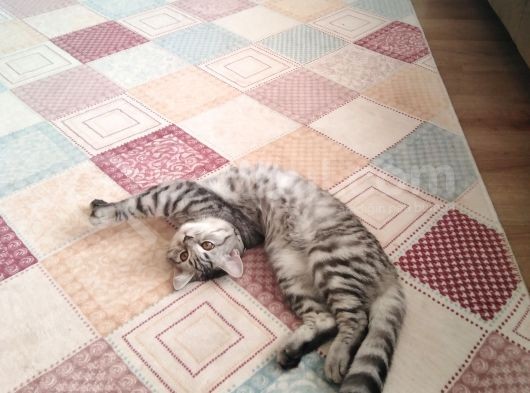 Oyuncu Kedi görsel