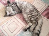 Oyuncu Kedi