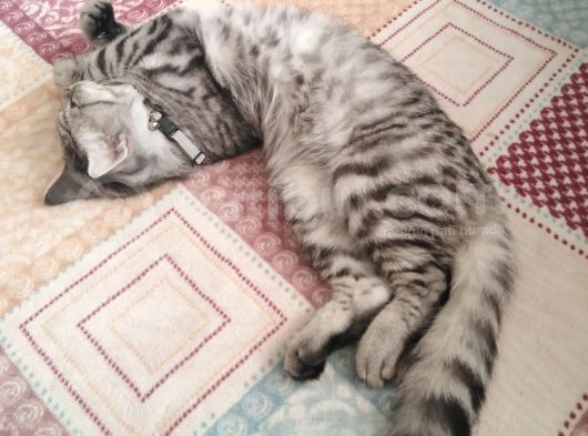 Oyuncu Kedi görsel