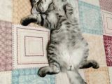 Oyuncu Kedi