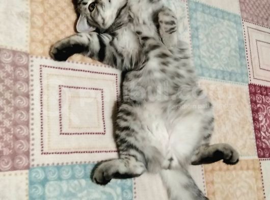 Oyuncu Kedi görsel