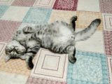 Oyuncu Kedi