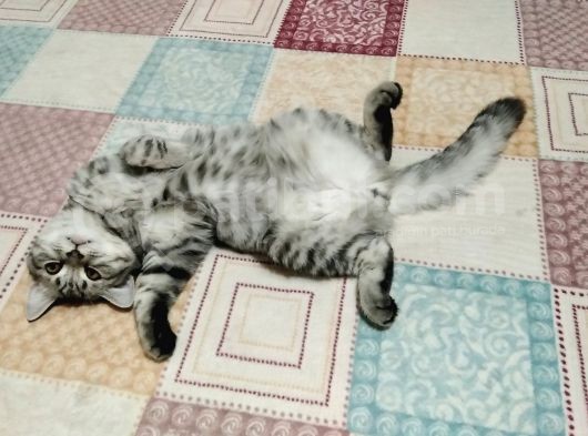 Oyuncu Kedi