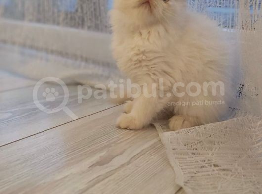 Dişi İran Himalayan