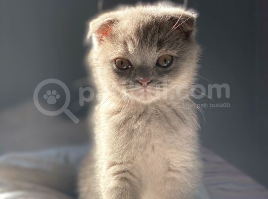 Nadir Bulunan Scottish Fold Lilac
