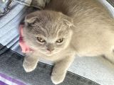 Nadir Bulunan Scottish Fold Lilac