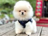 Safkan Ayı Surat Teddy Pomeranian Yavrularımız