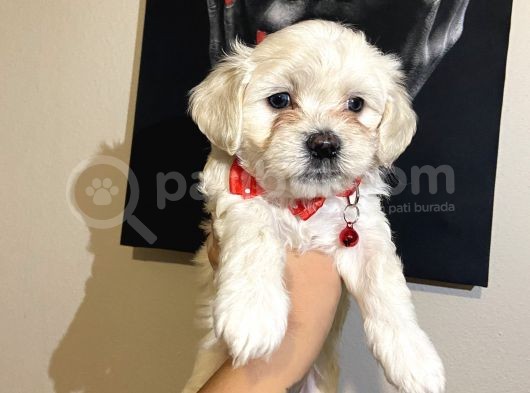 Evde Yetiştirilen Sağlıklı Yavru Köpekler görsel