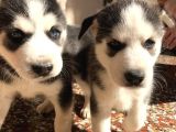 A Kalite Safkan Huskyler Yavrular, Anne Baba Resimli