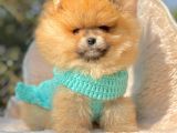 Safkan Pomeranian Boo Yavrularımız