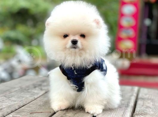 Safkan Pomeranian Boo Yavrularımız görsel