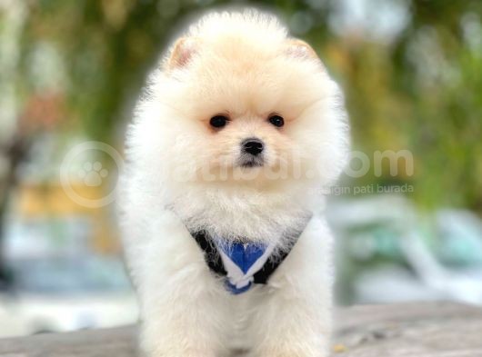 Safkan Pomeranian Boo Yavrularımız
