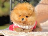 Safkan Ayı Surat Teddy Pomeranian Yavrularımız