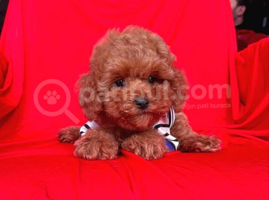 Red Brown Toy Poodle Yavrular görsel