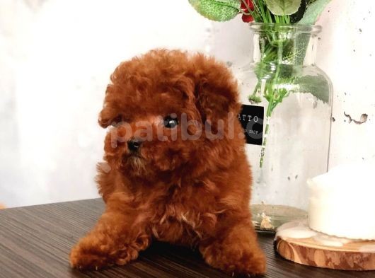 Çocuklarla Uyumlu Red Brown Toy Poodle Yavrularımız görsel