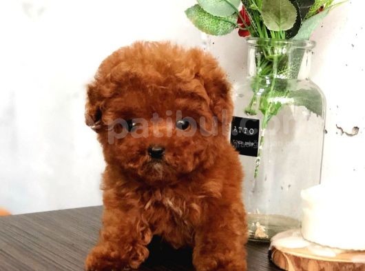 Çocuklarla Uyumlu Red Brown Toy Poodle Yavrularımız