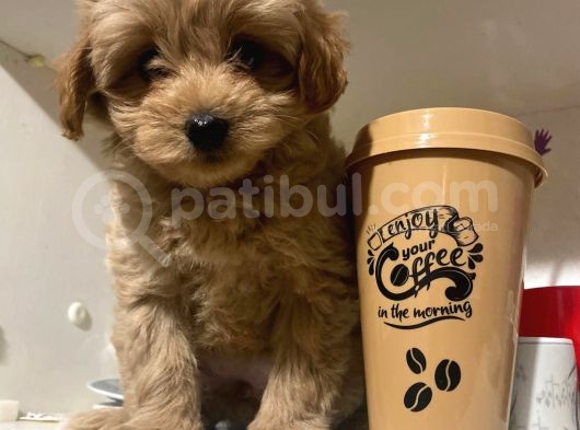 Sahibinden Maltipoo Yavrular görsel