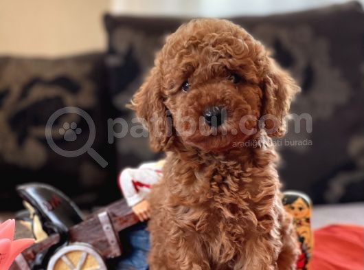 Bebek Surat Toy Poodle Yavrular görsel