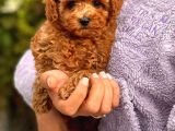 Red Brown Toy Poodle Bebeklerimiz