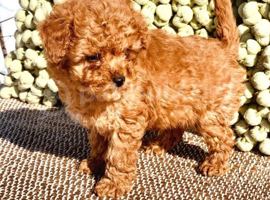 Birbirinden Güzel Toy Poodle görsel