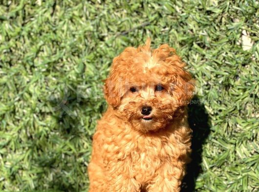 Pofi̇di̇k Toy Poodle Yavrumuz görsel