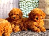 Poodle Toy Yavrularım
