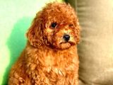 Poodle Toy Yavrularım