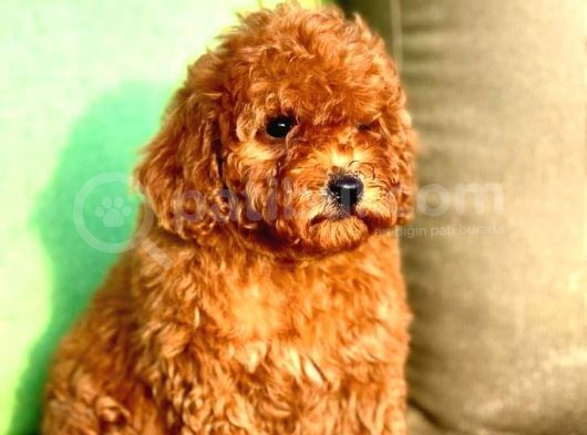 Poodle Toy Yavrularım görsel