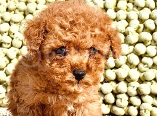Birbirinden Güzel Toy Poodle görsel