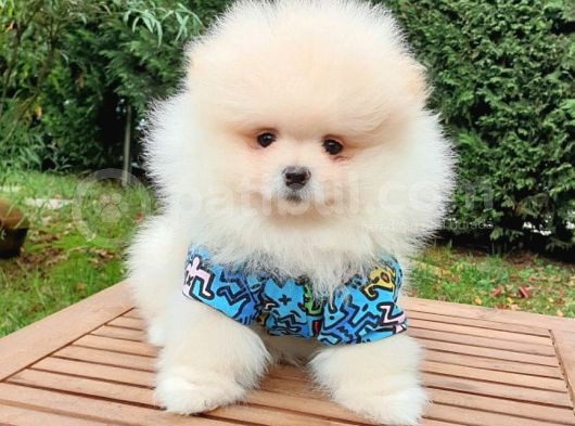 Pomeranian Boo Teddy Bear Yavrular görsel