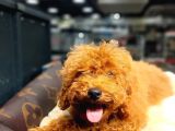 Red Brown Toy Poodle Oğlumuz