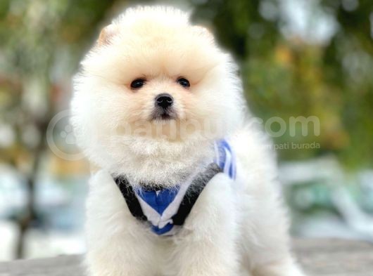 Safkan Pomeranian Ayı Surat Boo Yavrularımız görsel