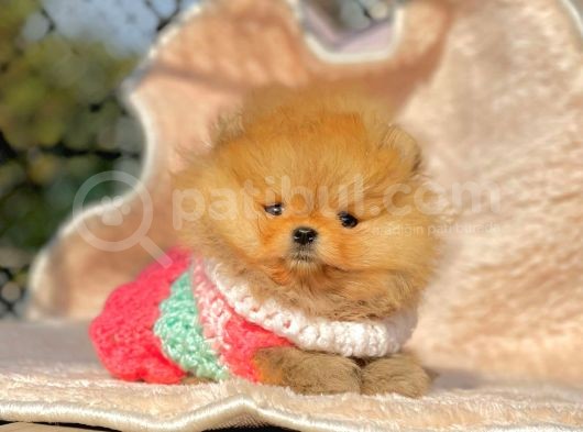 Safkan Pomeranian Ayı Surat Boo Yavrularımız görsel