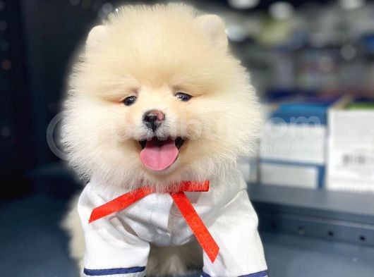 Pomeranian Boo Teddy Face görsel