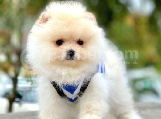 Safkan Teddy Surat Pomeranian Boo Yavrularımız görsel