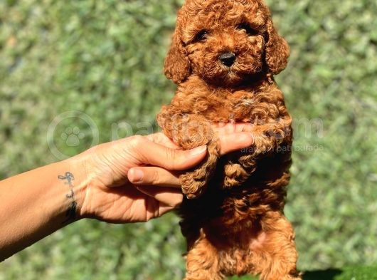 Red Dişi Toy Poodle Yavrumuz