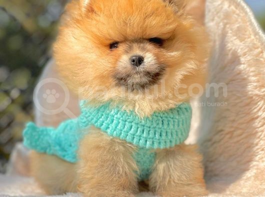 Safkan Teddy Surat Pomeranian Boo Yavrularımız görsel