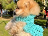 Safkan Teddy Surat Pomeranian Boo Yavrularımız