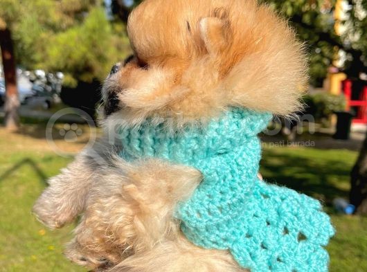 Safkan Teddy Surat Pomeranian Boo Yavrularımız görsel