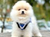 Safkan Teddy Surat Pomeranian Boo Yavrularımız