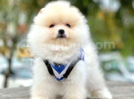 Safkan Teddy Surat Pomeranian Boo Yavrularımız